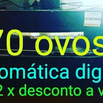 Chocadeira 70 ovos automtica digital . Guia de empresas e servios