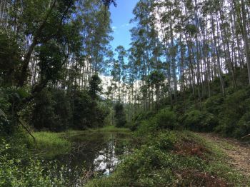 G20 - crditos de reposio florestal. Guia de empresas e servios