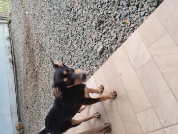 Cachorrinha para doaes . Para sua casa